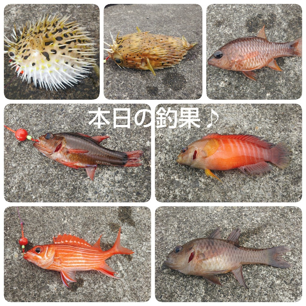 魚の名前 なんくるないさ ワンッ 魚の名前 なんくるないさ ワンッ