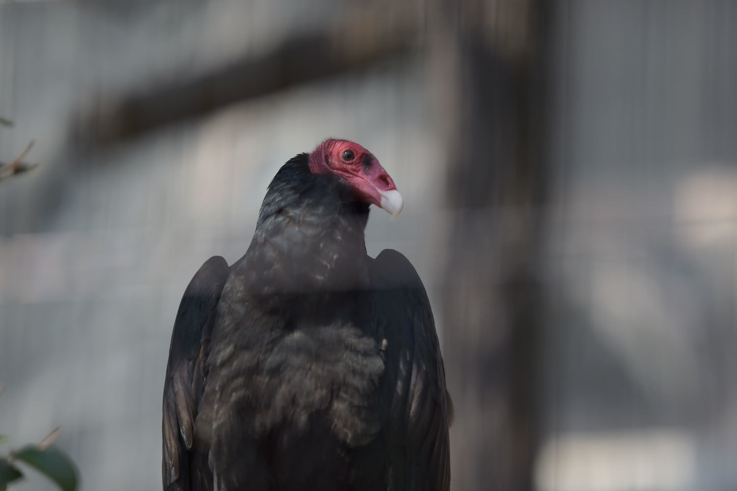 コンドルズ 動物園へ行こう コンドルズ 動物園へ行こう