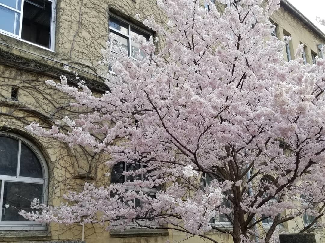 春の京都 ④早咲きの桜が、満開でした♪_f0236260_21314354.jpg