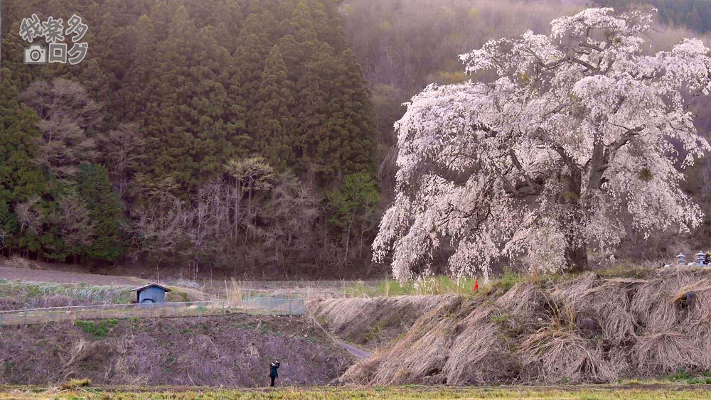 上発知のシダレザクラ 19 04 28 沼田市 登山道の管理日記