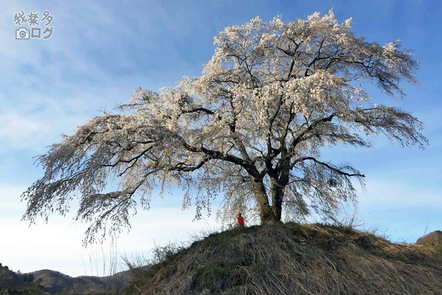 上発知のシダレザクラ 19 04 28 沼田市 登山道の管理日記