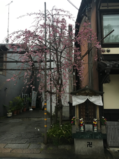 近場で桜🌸_f0363168_21572566.png