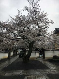 近場で桜🌸_f0363168_21580984.png