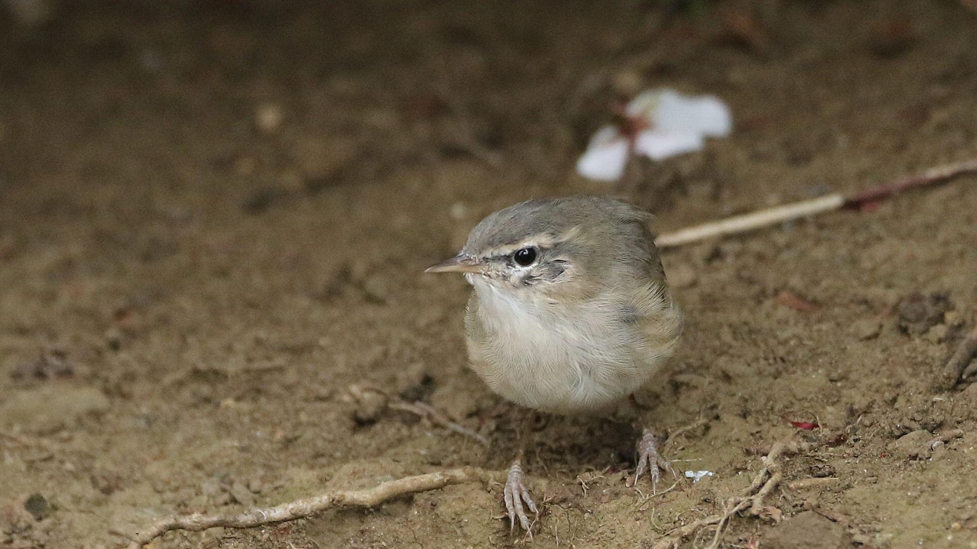 珍鳥ムジセッカは11年ぶり！_f0105570_17595287.jpg