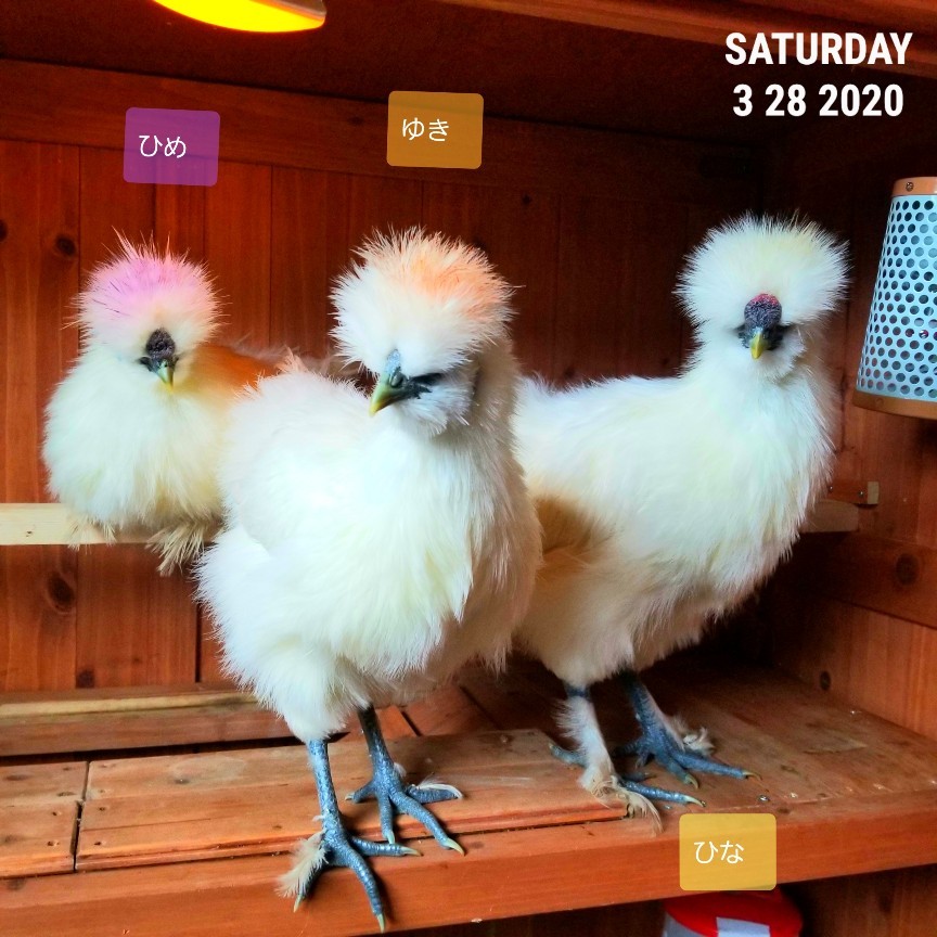 朝５時半から鳴く 烏骨鶏かわいいブログ