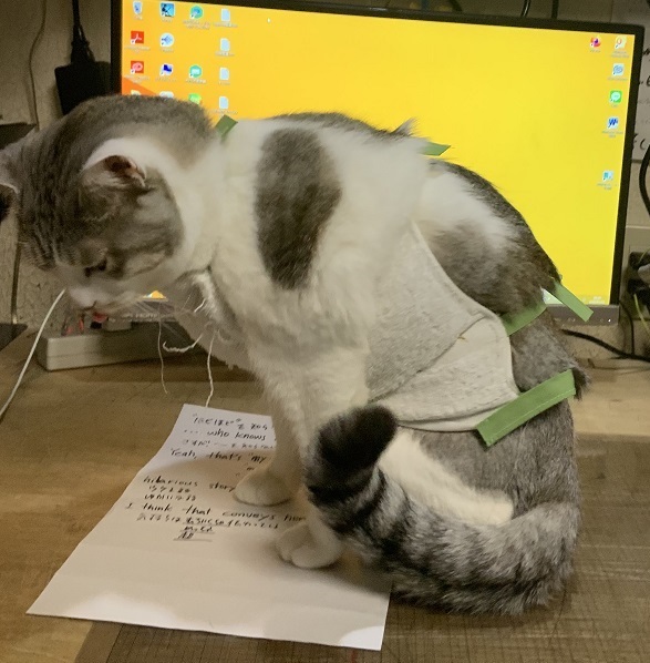 猫のおなか_b0019674_02071788.jpg