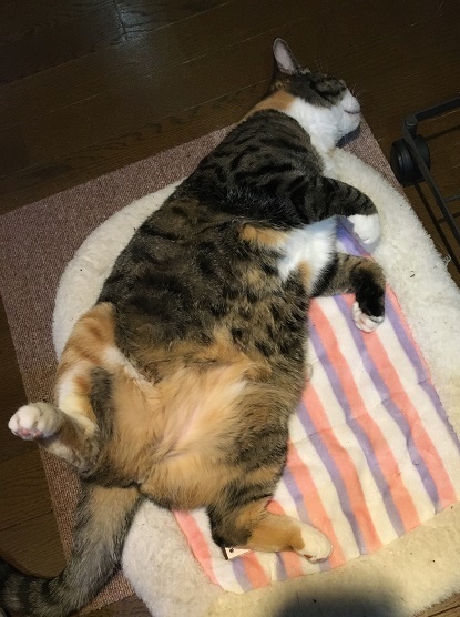 猫のおなか_b0019674_02133370.jpg