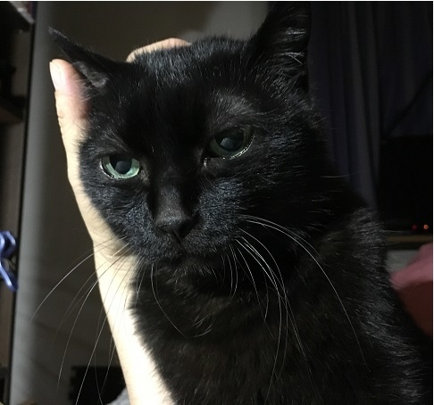 猫のおなか_b0019674_02271525.jpg
