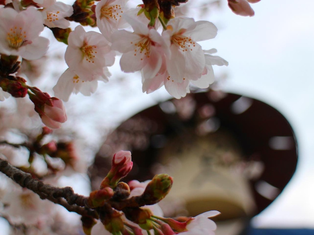 桜始開 藪塚本町三島神社公園 2020（太田市藪塚町)【桜】_b0004675_11303332.jpg