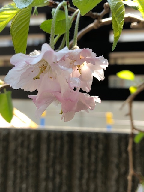 お家でお花見弁当_c0216579_13024472.jpeg