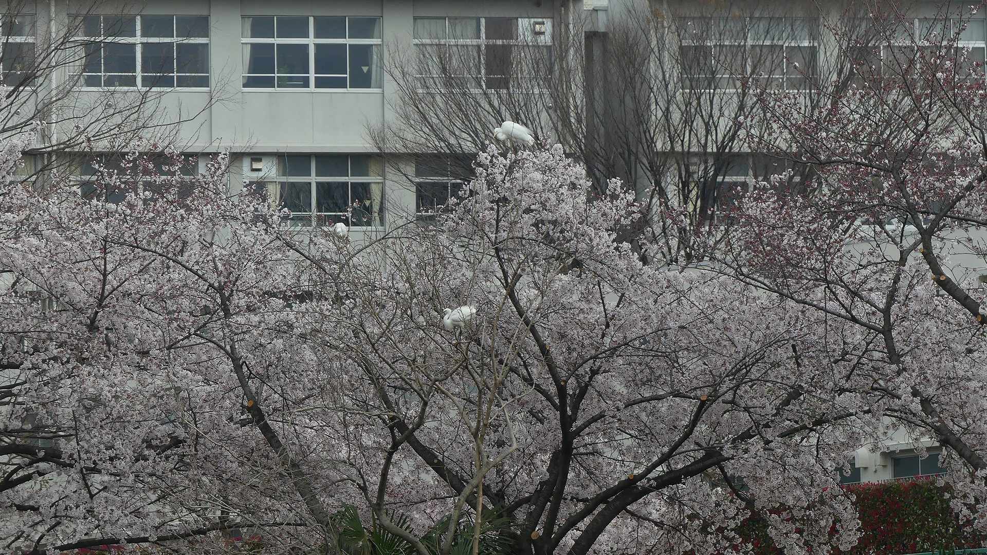 季節がくれば花は咲く_a0185081_11331705.jpg