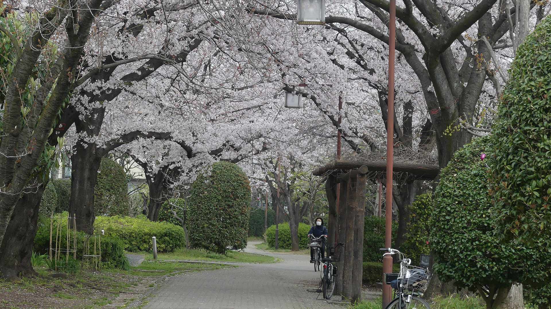 季節がくれば花は咲く_a0185081_11364451.jpg