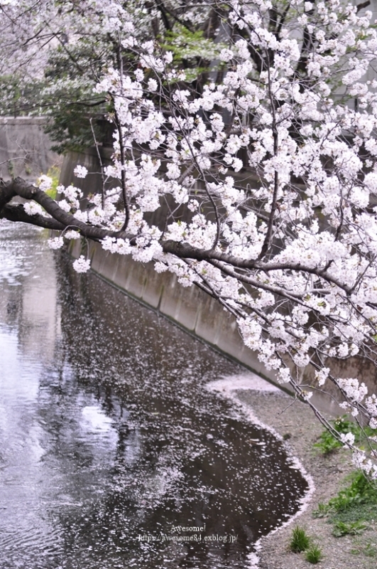 今年も綺麗に咲いてはいるけれど…_e0359481_16283906.jpg