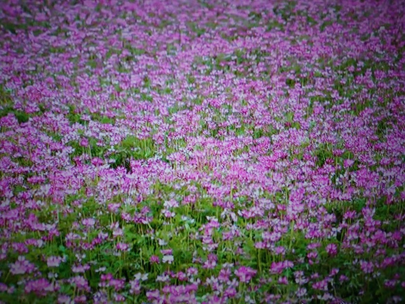 レンゲ畑_f0197985_23020406.jpg