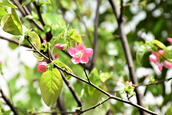 外出自粛1日目・博物館学芸員資格取得 : バラとハーブのある暮らし