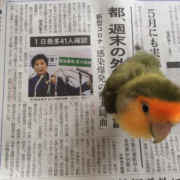 さっぽろペンギンコロニーin 東京2020終了致しました。_d0123492_10235529.jpeg