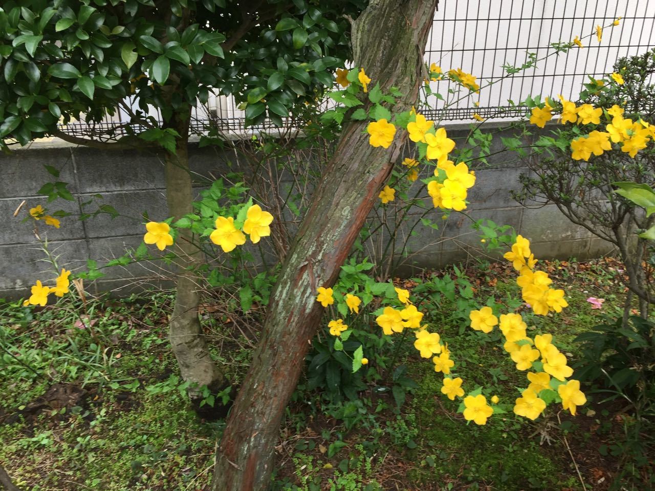 雨のち晴れのち曇りのち雨 わたしの好きな物 雨のち晴れのち曇りのち雨 わたしの好きな物