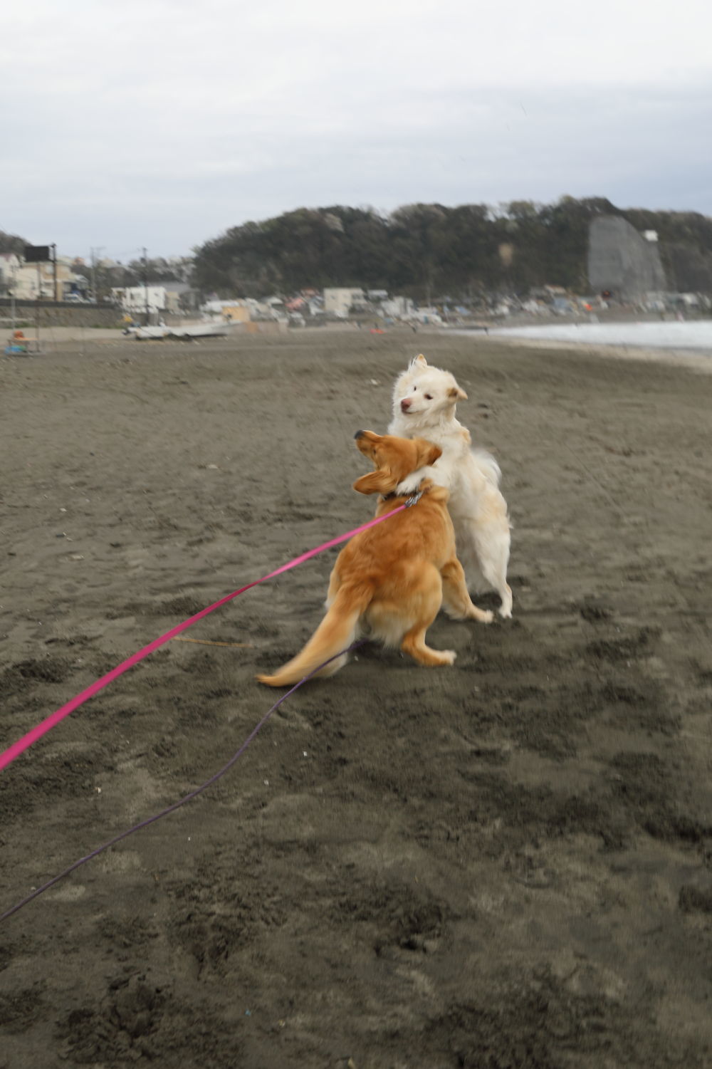 鎌倉の海と山散歩 ハナ ララとお散歩 鎌倉の海と山散歩 ハナ ララとお散歩