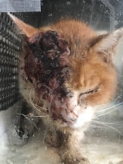 追記しました:負傷収容の茶白の猫さん_f0242002_20324929.jpg