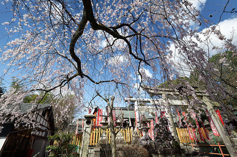 2020桜巡り@火山稲荷神社 枝垂れ桜&染井吉野_f0032011_17274005.jpg