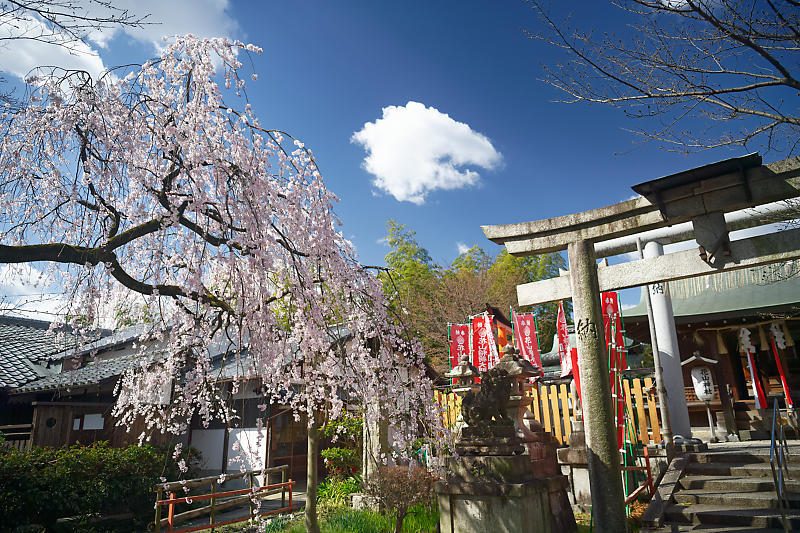 2020桜巡り@火山稲荷神社 枝垂れ桜&染井吉野_f0032011_17274091.jpg