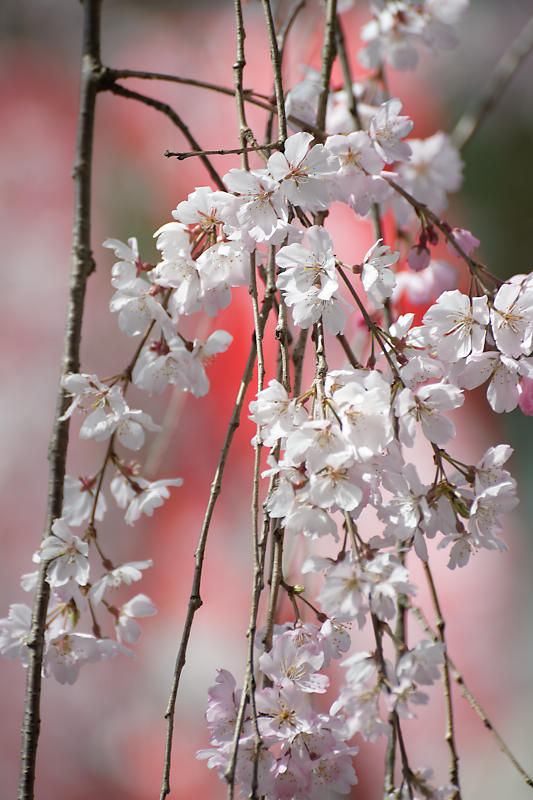 2020桜巡り@火山稲荷神社 枝垂れ桜&染井吉野_f0032011_17274108.jpg