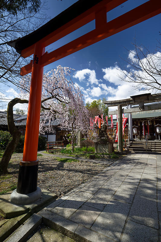 2020桜巡り@火山稲荷神社 枝垂れ桜&染井吉野_f0032011_17274113.jpg