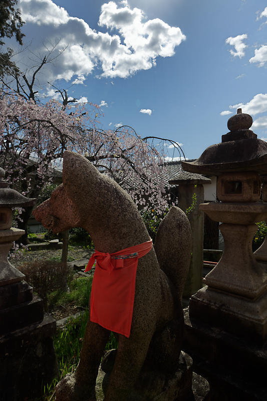 2020桜巡り@火山稲荷神社 枝垂れ桜&染井吉野_f0032011_17274151.jpg