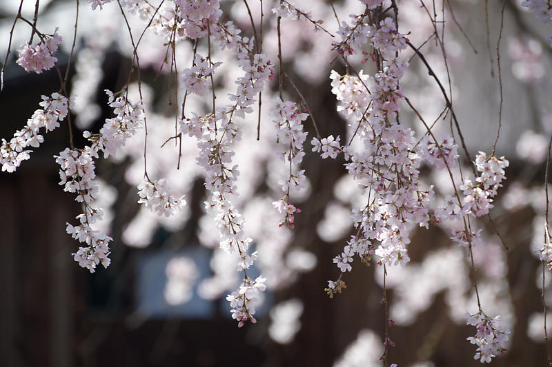2020桜巡り@火山稲荷神社 枝垂れ桜&染井吉野_f0032011_17274161.jpg