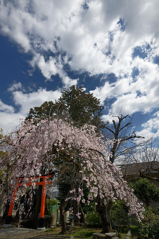 2020桜巡り@火山稲荷神社 枝垂れ桜&染井吉野_f0032011_17274186.jpg