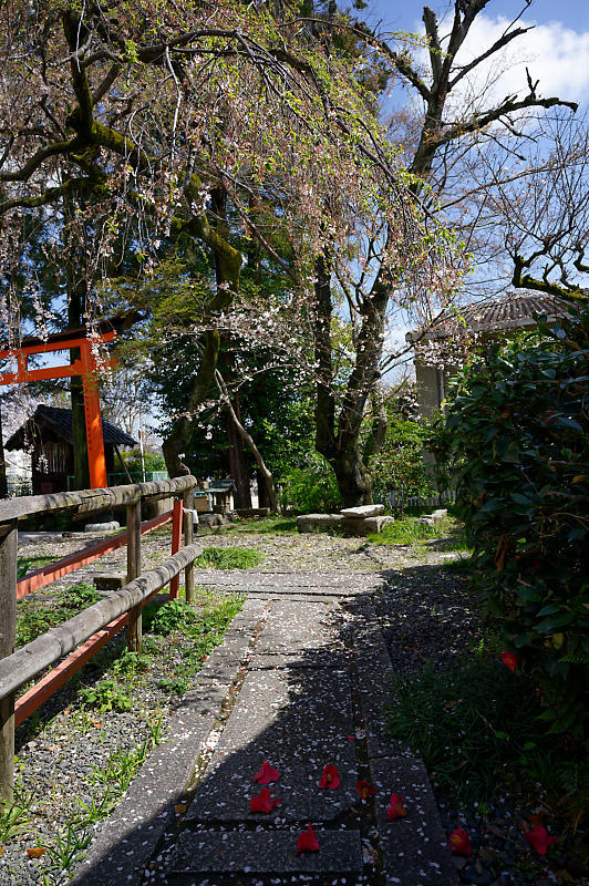 2020桜巡り@火山稲荷神社 枝垂れ桜&染井吉野_f0032011_17300409.jpg