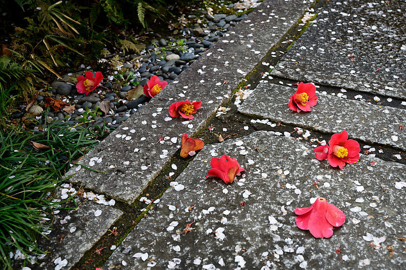2020桜巡り@火山稲荷神社 枝垂れ桜&染井吉野_f0032011_17300424.jpg