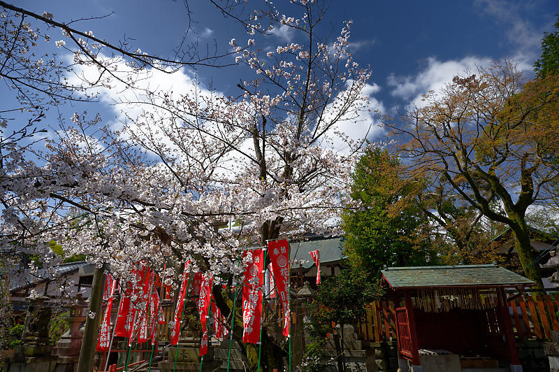 2020桜巡り@火山稲荷神社 枝垂れ桜&染井吉野_f0032011_17300460.jpg