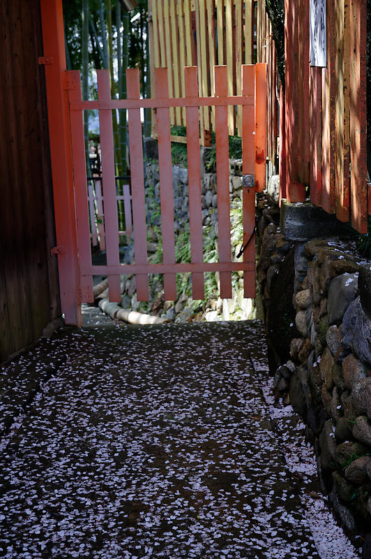 2020桜巡り@火山稲荷神社 枝垂れ桜&染井吉野_f0032011_17300502.jpg