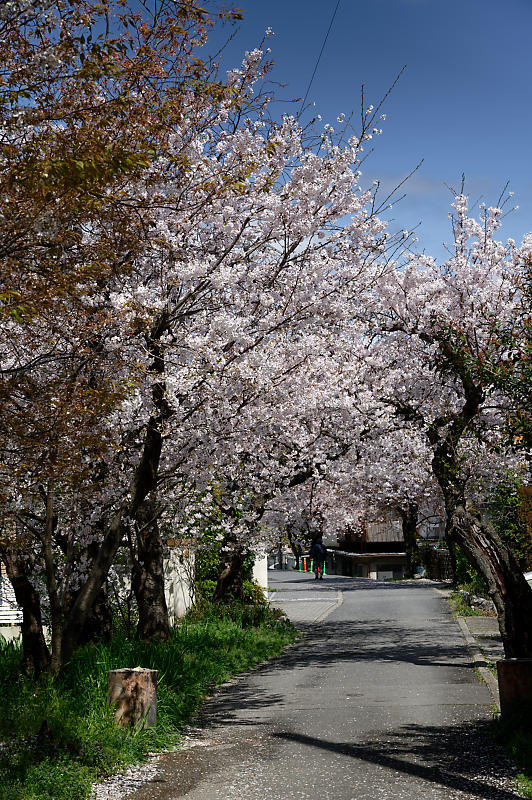 2020桜巡り@火山稲荷神社 枝垂れ桜&染井吉野_f0032011_17300507.jpg