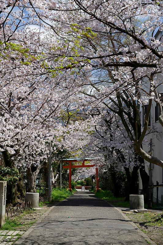 2020桜巡り@火山稲荷神社 枝垂れ桜&染井吉野_f0032011_17300533.jpg