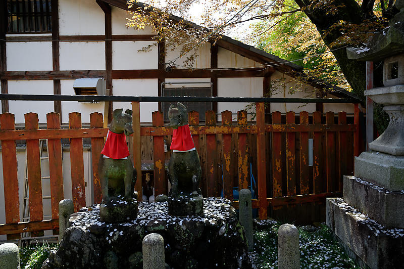 2020桜巡り@火山稲荷神社 枝垂れ桜&染井吉野_f0032011_17300575.jpg