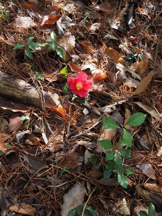 窓ヶ山登山(白川登山口)_c0116915_23373080.jpg