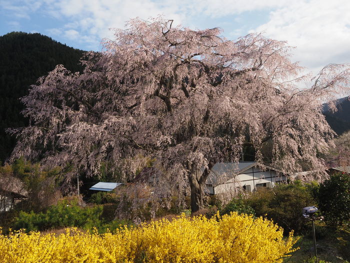 湯の山のしだれ桜(満開)と染井吉野_c0116915_23581470.jpg