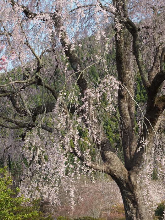 湯の山のしだれ桜(満開)と染井吉野_c0116915_23590889.jpg