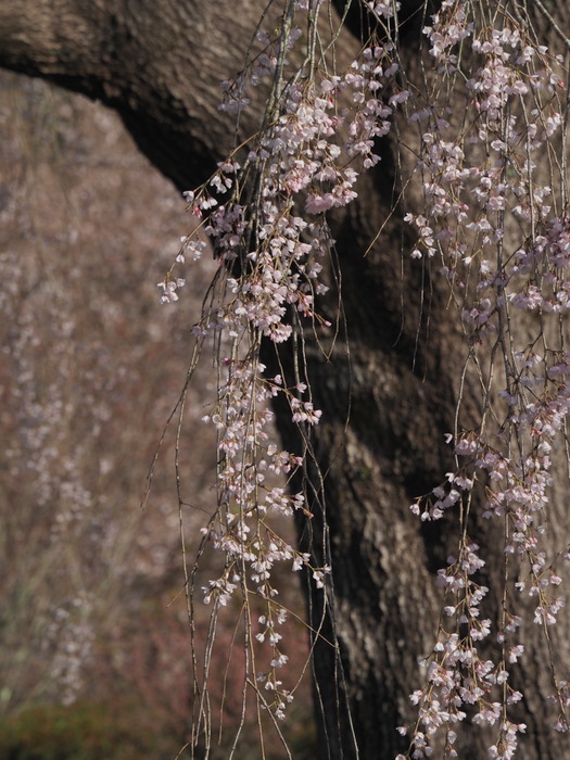 湯の山のしだれ桜(満開)と染井吉野_c0116915_23592566.jpg