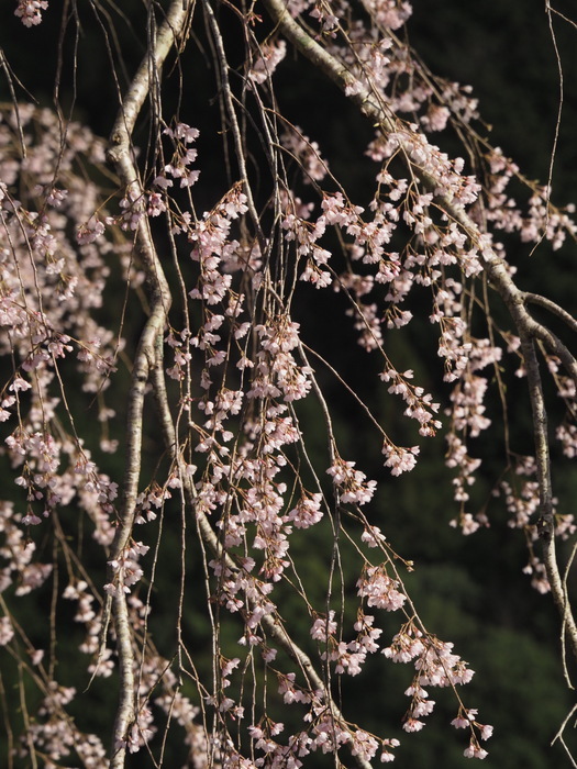 湯の山のしだれ桜(満開)と染井吉野_c0116915_23593830.jpg