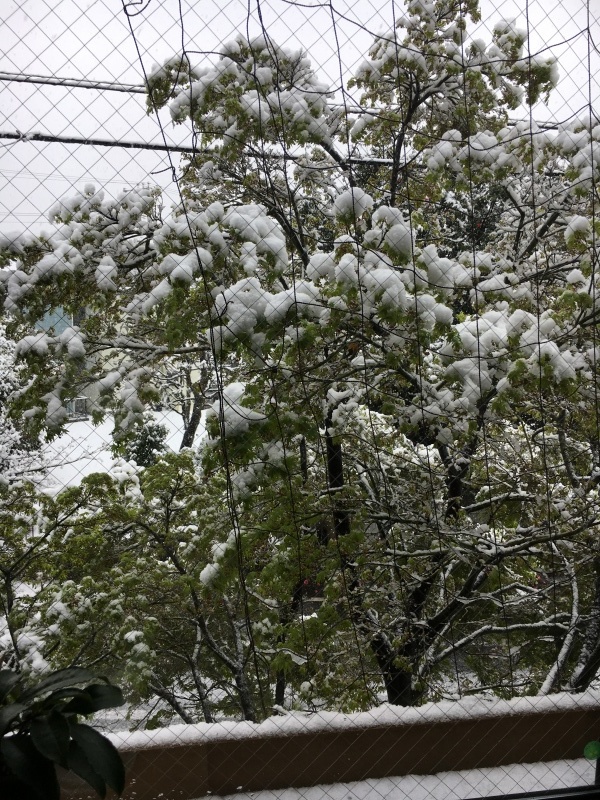 新芽に雪が_c0119515_10033354.jpeg