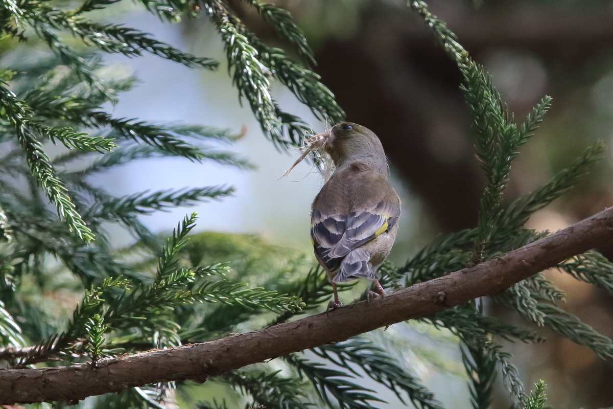 カワラヒワ 巣材運び 気まぐれ野鳥写真