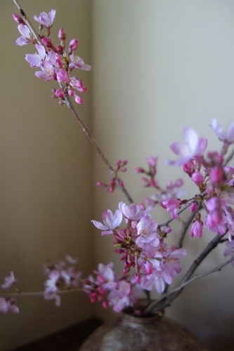 桜の季節に…_a0197730_14195506.jpeg