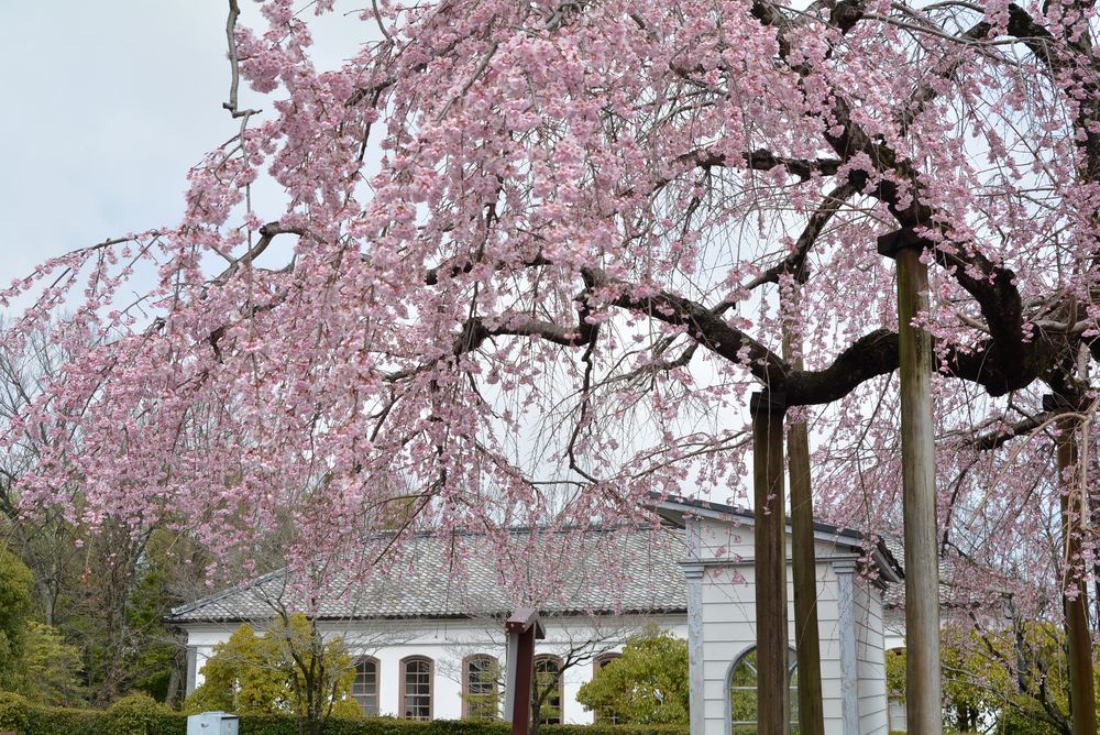 2020年の正門前枝垂桜_e0373930_20145033.jpg