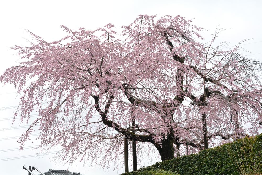 2020年の正門前枝垂桜_e0373930_20145077.jpg