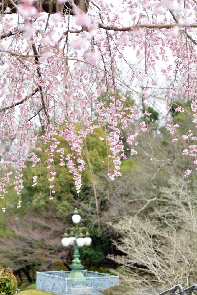 2020年の正門前枝垂桜_e0373930_20145123.jpg