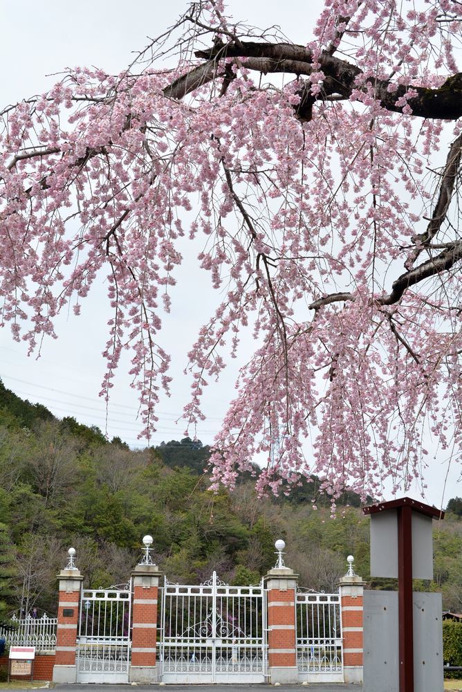2020年の正門前枝垂桜_e0373930_20145125.jpg