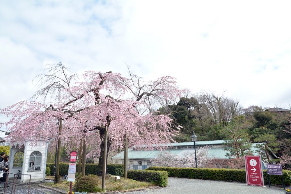 2020年の正門前枝垂桜_e0373930_20145180.jpg